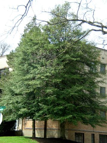 American Holly trees